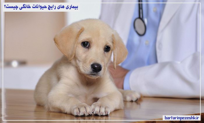 بیماری های رایج حیوانات خانگی