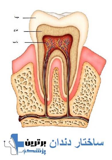 ساختار دندان